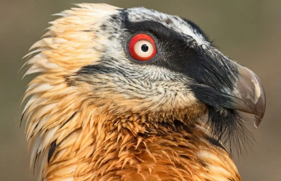 Bearded Vultures Tilt Against Windmills in Spain