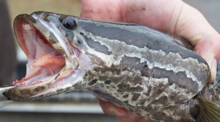 Yumm! The Dreaded Snakehead  Arrived in Louisiana