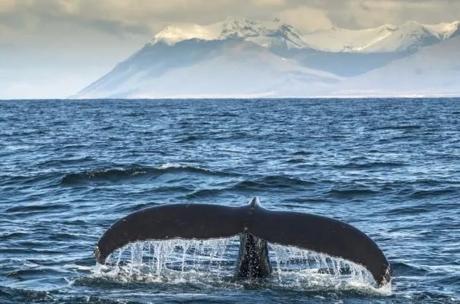 Iceland Suspends Whaling for Now, and Maybe Forever