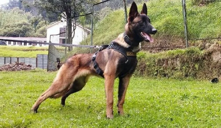 70 Soldiers Search for Rescue Dog Wilson in the Amazon