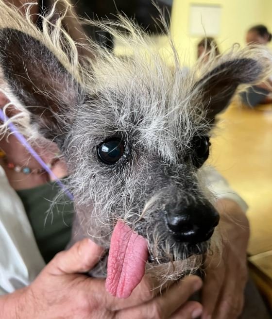 Congrats to Hairless Scooter, Crowned World’s Ugliest Dog&nbsp;