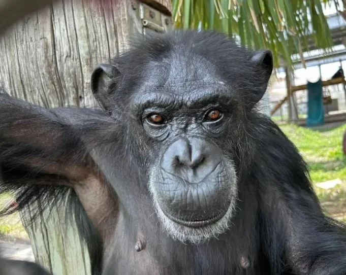 Vanilla the Chimp Exalts in Freedom After Decades in Hell