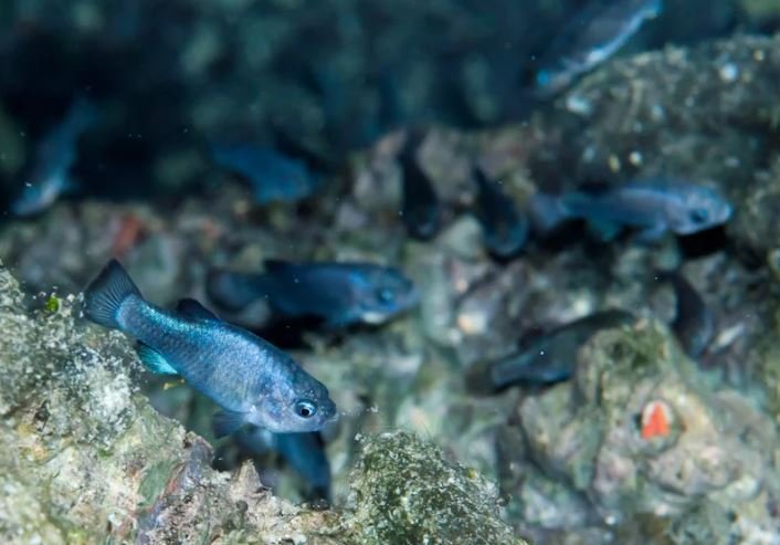 Rare Devils Hole Pupfish Are Masters of Survival