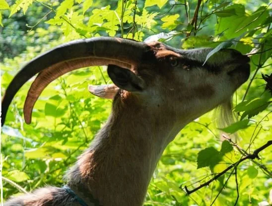 They’re Baaaaack&nbsp; … the Goats of Riverside Park