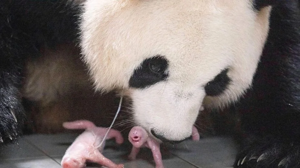 Giant Panda Twins Born in South Korea