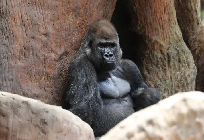 Toronto Zoo Clamps Down On Screen Time – for Gorillas