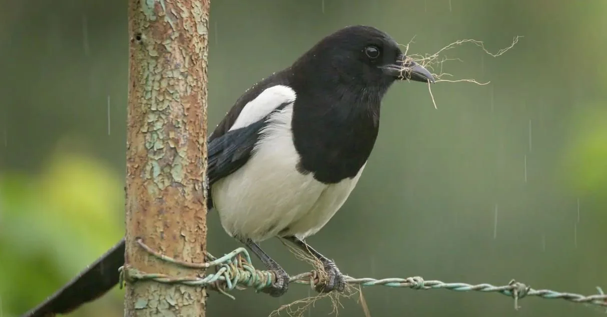 Cheeky Birds Use Anti-Bird Materials to Build Nests