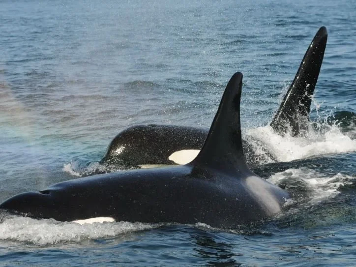 Postmenopausal Orcas Play Key Role in the Pod