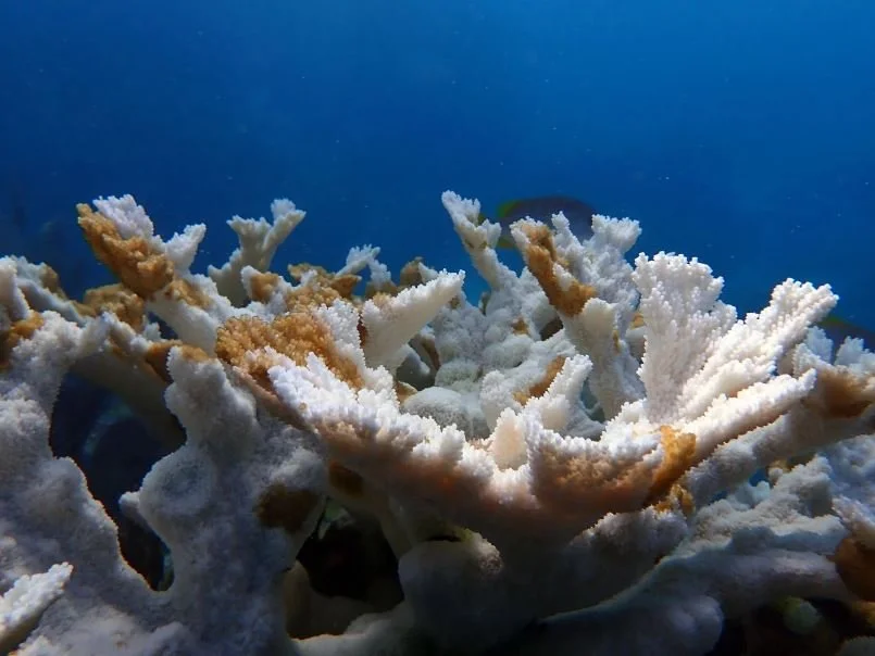 Boiling Sea Cooks Florida’s Coral Reefs at Record Temperatures