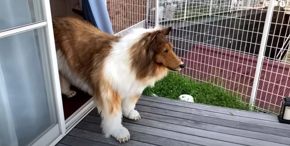 Man Loves Dogs So Much He Became One