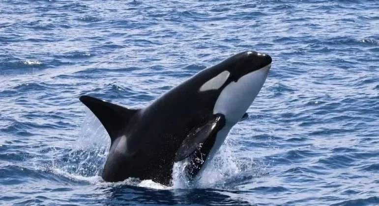 Atlantic Orcas Teach Their Calves How to be Pushy Jerks