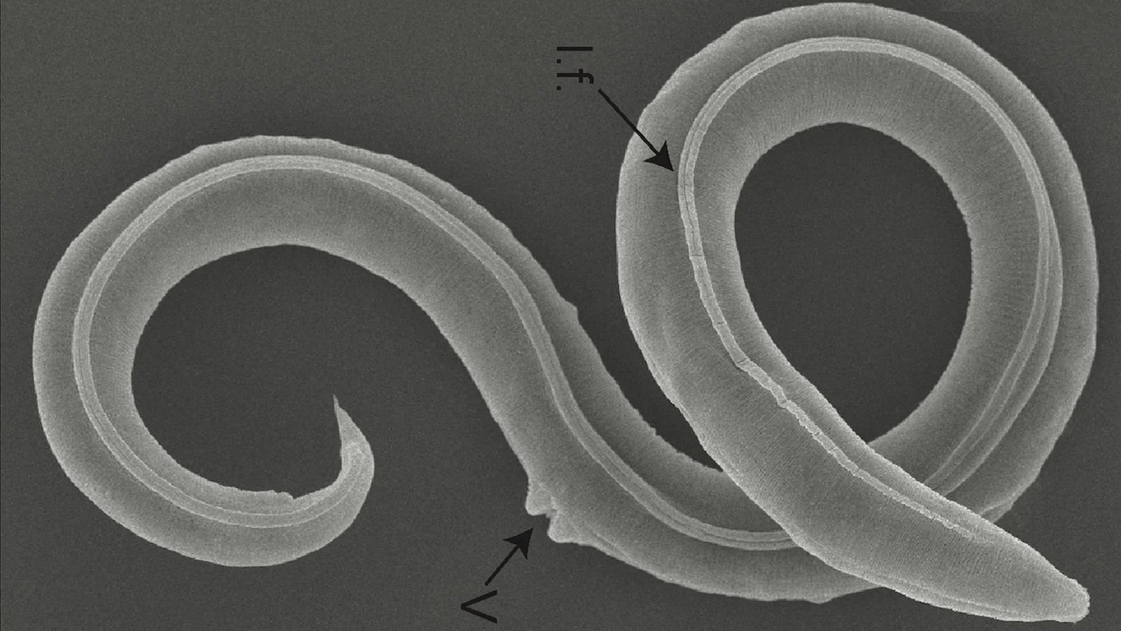 Scientists Revive Worms Frozen for 46,000 Years