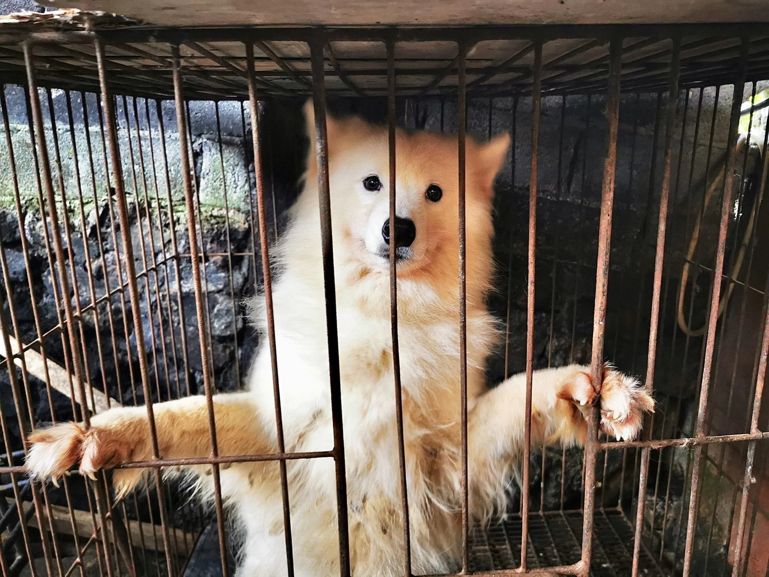 Barbaric Meat Market Shut Down In Indonesia