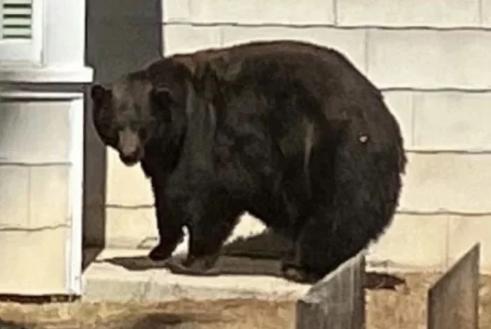 Big Bear ‘Hank the Tank’ In Custody