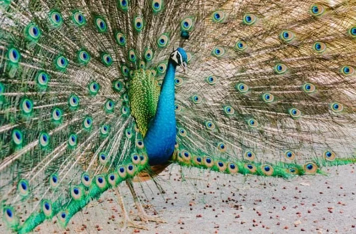 Peacocks On the Chopping Block&nbsp;