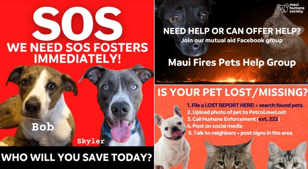 Animals Need Help As Hawaii Burns