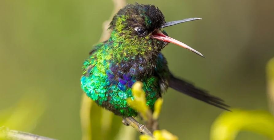 Thirsty Hummingbirds Get a Seat at the Bar&nbsp;