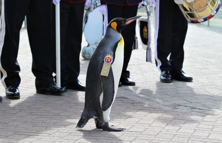 Promoted Penguin Reaches Career Milestone in Norwegian Army