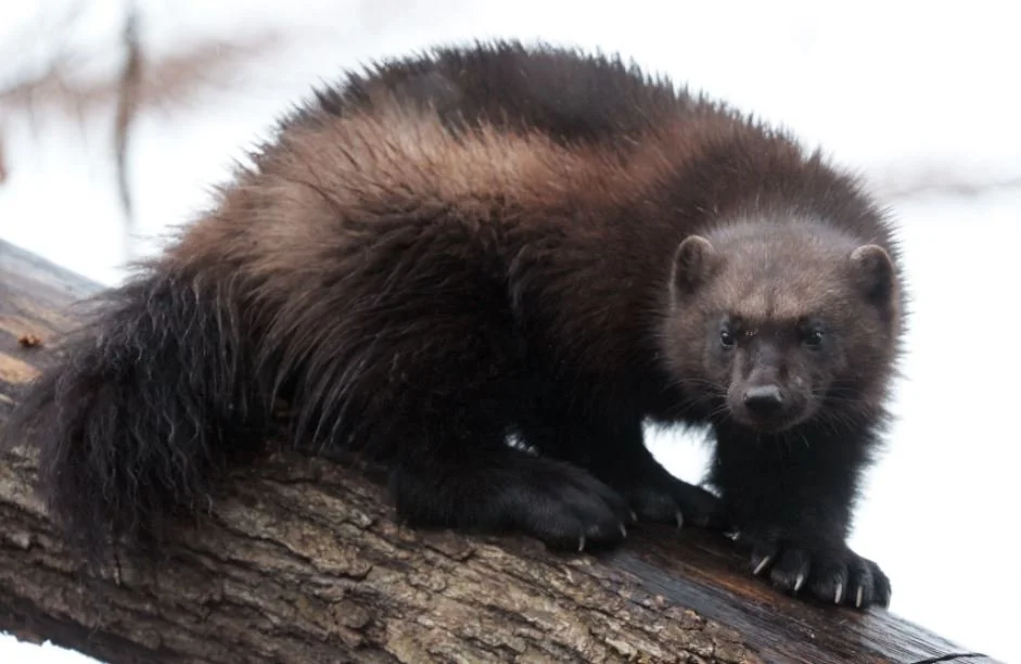 Colorado Governor Polis Extends Welcome to the Skunk Bear