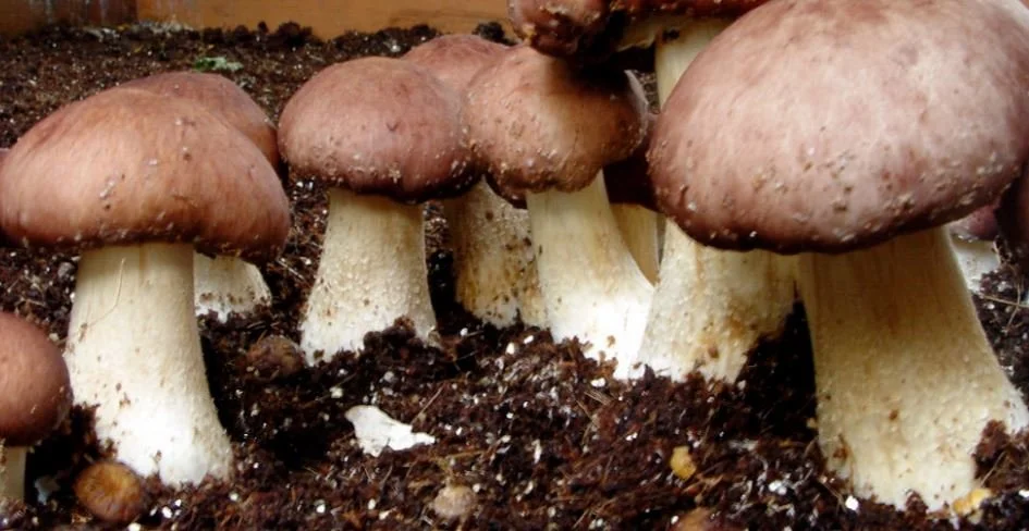 These AI-Generated Cookbooks Can Kill You