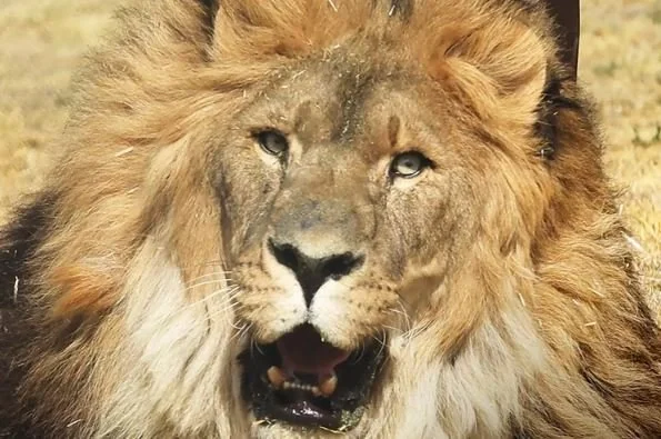 Ruben the Lion Escapes Armenia, Flies 5200 Miles to New Life in South Africa&nbsp;