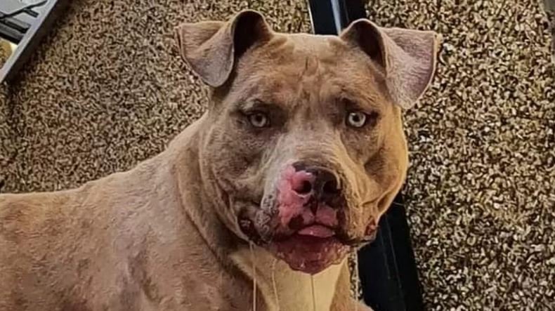 American Bulldog Breed Could Be Banned in the UK