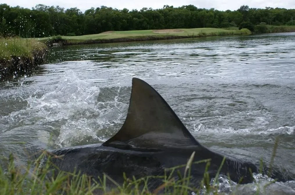 Bull Sharks Flooded Out of Golf Course Home After 17 Years