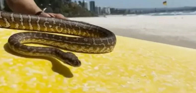 Shiva the Python Goes Surfing With Their Human