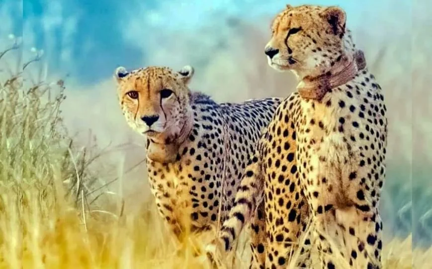 What Ails the African Cheetahs Sent to India?