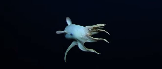 Octopus With Cute Dumbo Ears Discovered in Hawaiian Marine Park Created by George W. Bush (!)&nbsp;