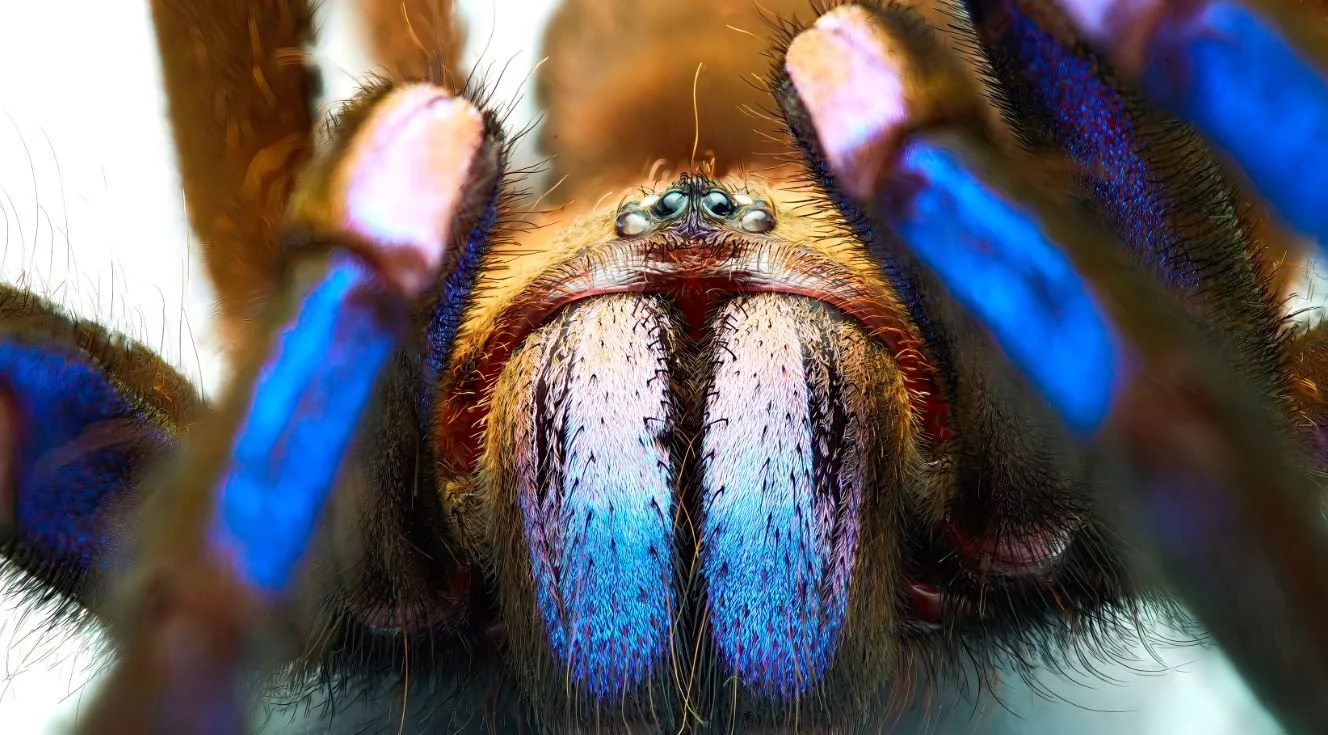 Real Estate Moguls Win Naming Rights to New Species of Electric-Blue Tarantulas Discovered in Thailand