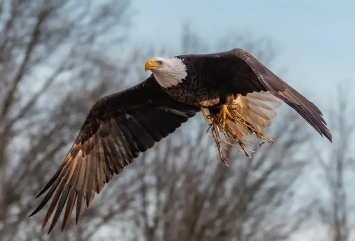 Vito &amp; Linda Settle Down, Hatch Lots in New York Landfill