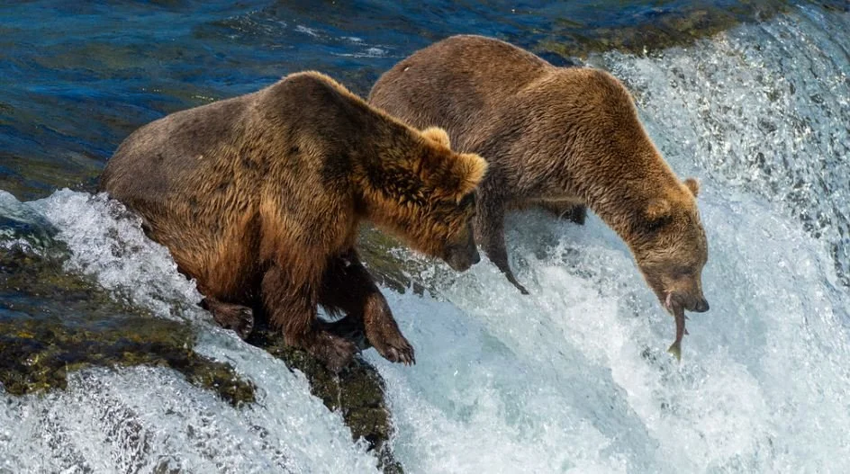 Bad News for Alaska Salmon: It’s Fat Bear Week!