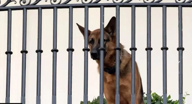 Why Give Biden’s Bitin’ Commander All the Blame?