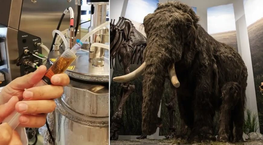 Implausible Burgers: Wooly Mammoth Patties from the Lab
