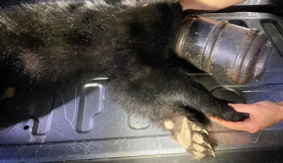 Bear Cub Juggles Saved From a Terrible Fate