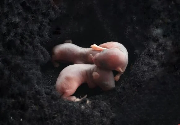 Mouse Embryos Grown in Space. Are Humans Next?