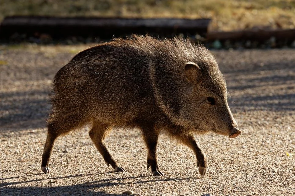 Squadrons of&nbsp; Hungry Javelinas Terrorize Posh Arizona Golf Course