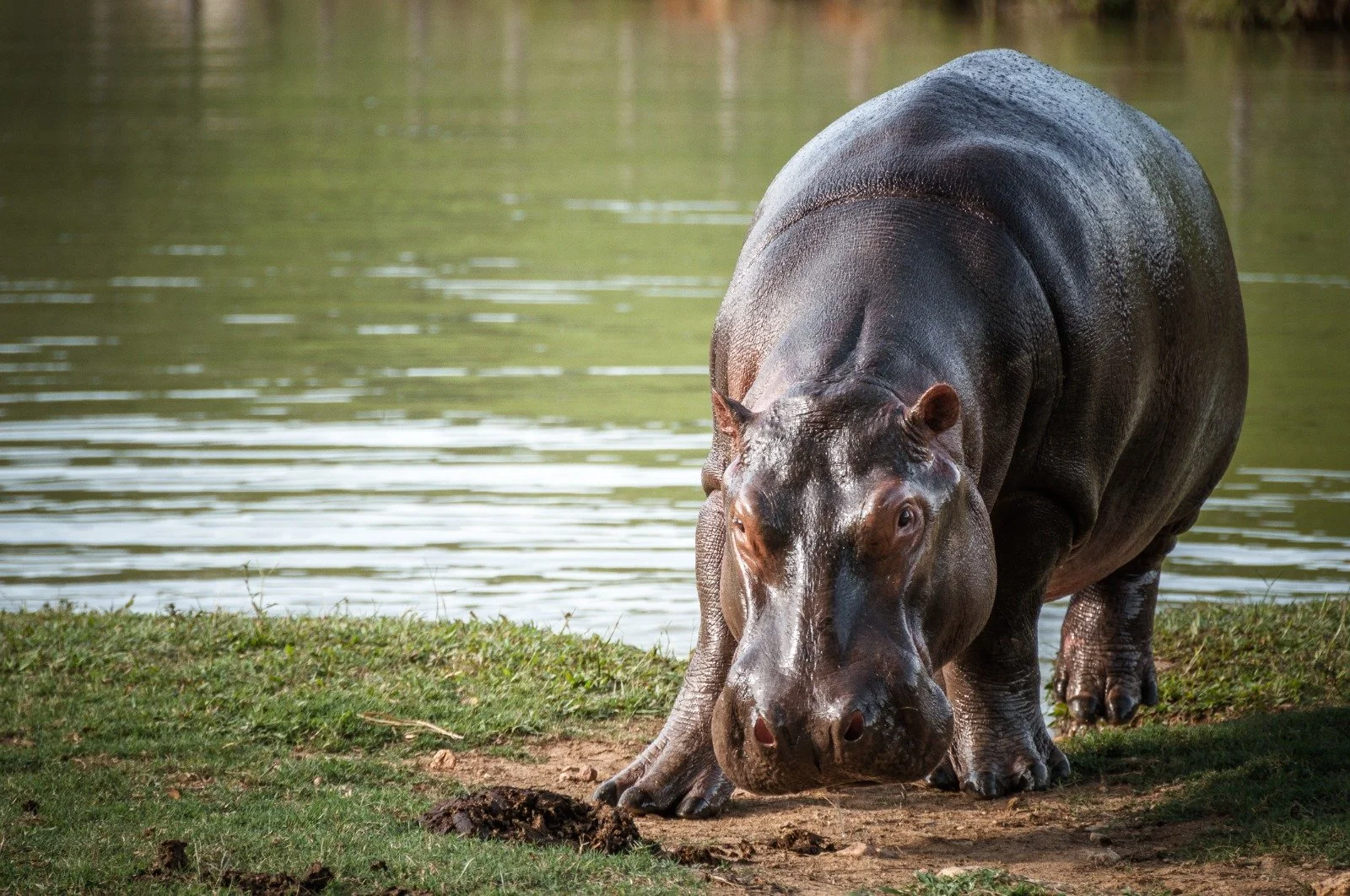 Brave Colombians Start Sterilizing Escobar’s Angry Hippos