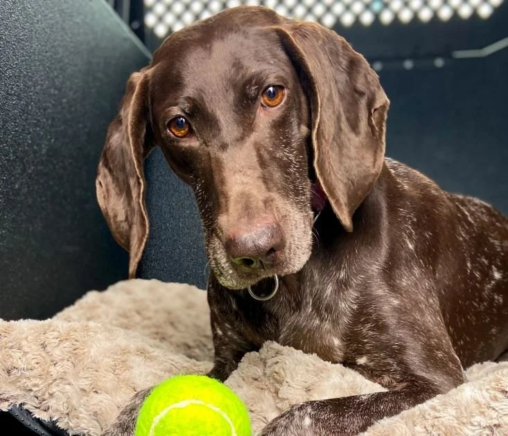 Bomb Sniffing Shepherds Exclude Beagles From Their Sexy 2024 Calendar