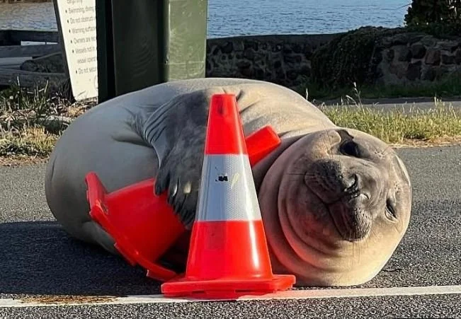 Neil the Seal Steals Parking Spots and Hearts in Tasmania
