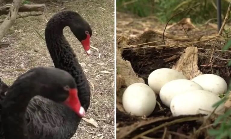 Gay Swans Find Love With 3D-Printed Eggs
