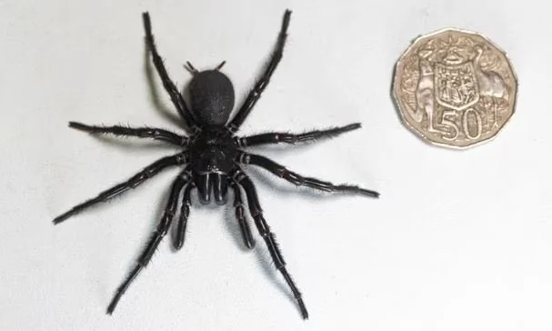 The World’s Most Poisonous&nbsp; Spider Donates Venom to Afflicted Humans in Australia