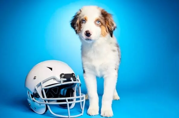 Puppy Bowl Features Special-Needs Dogs Plus Rabbit and Penguin Cheerleaders&nbsp;