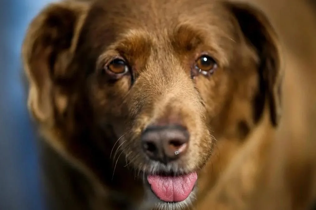 Guinness Puts ‘World’s Oldest Dog’ Record On Paws