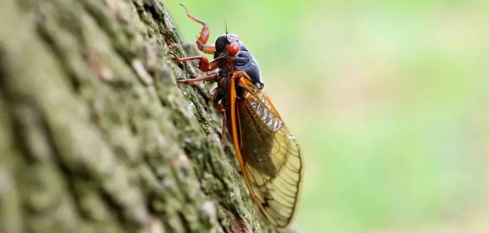 Coming Soon: A Trillion Loud, Smelly and Delicious Cicadas
