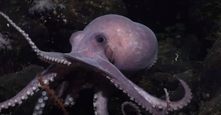 Four New Eight-Armed Cephalopods Discovered in Deep Sea Gardens&nbsp;