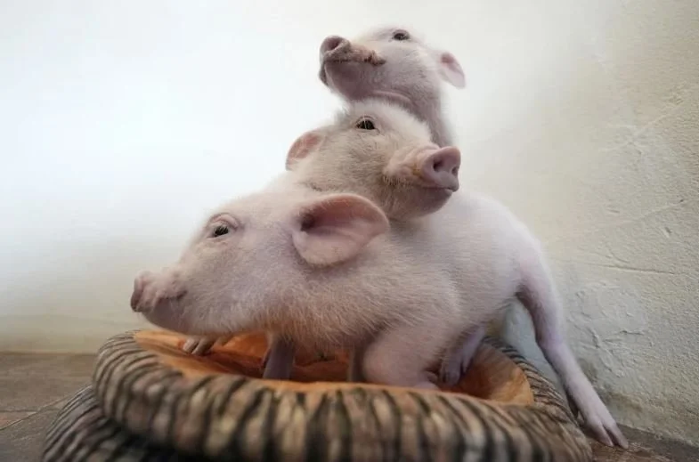 Cuddle Up With Micro Pigs At the Cafe