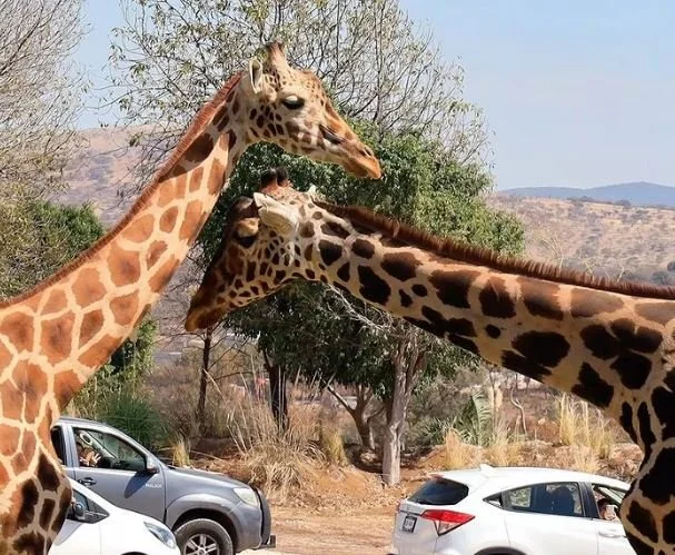 Benito the Giraffe Looking for Love After Long Journey