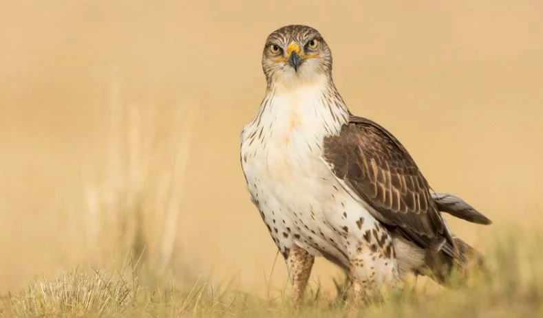 Endangered Hawk Could Kibosh Big Wind Farm Plan